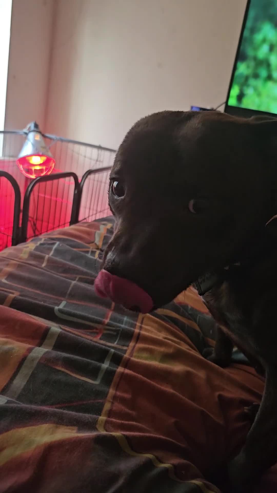 Staffordshire Bull Terrier dogs for sale: FUTURE LITTER ANNOUNCEMENT - Video 2