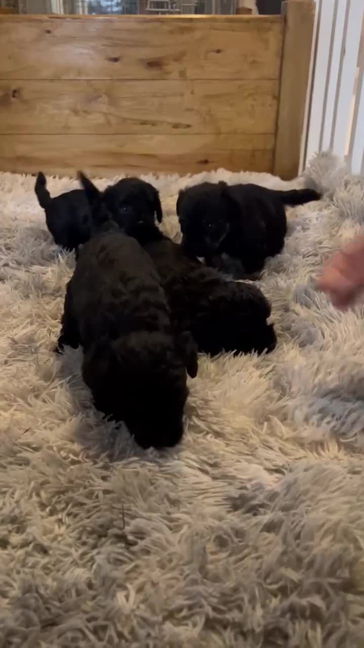Mixed Breed dogs for sale: *READY NOW**F1 Toy schnoodles.  Reduced!!!!.  - Video 3