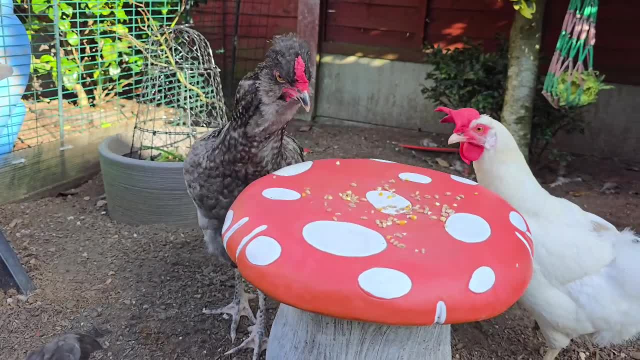 Chickens poultry for sale: Blue British tailed Araucana boy  - Video 1