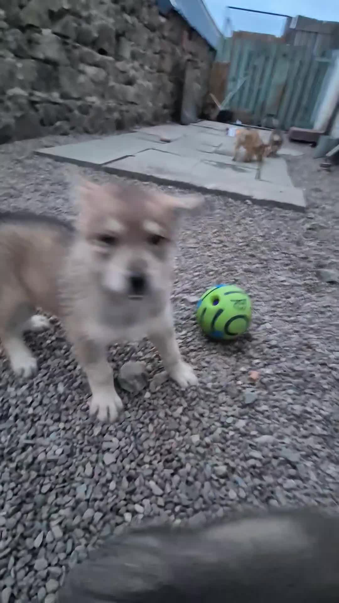 Saarloos Wolfdog dogs for sale: Female available - vaccinated and ready to leave - Video 2