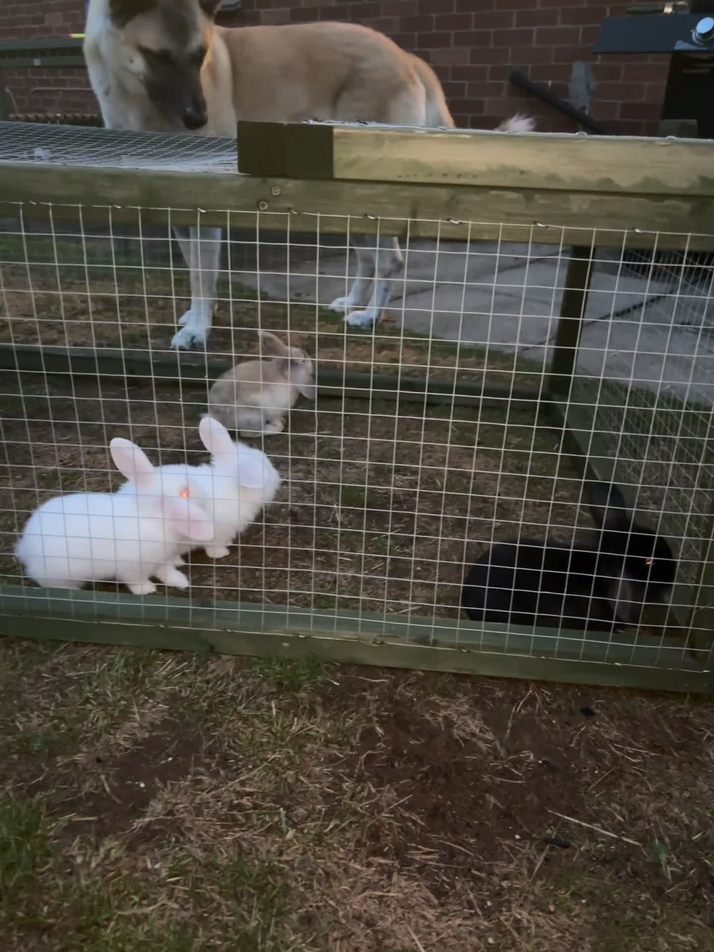 Mini Lion Lop rabbits for sale: 4 baby mini lion lops  - Video 1