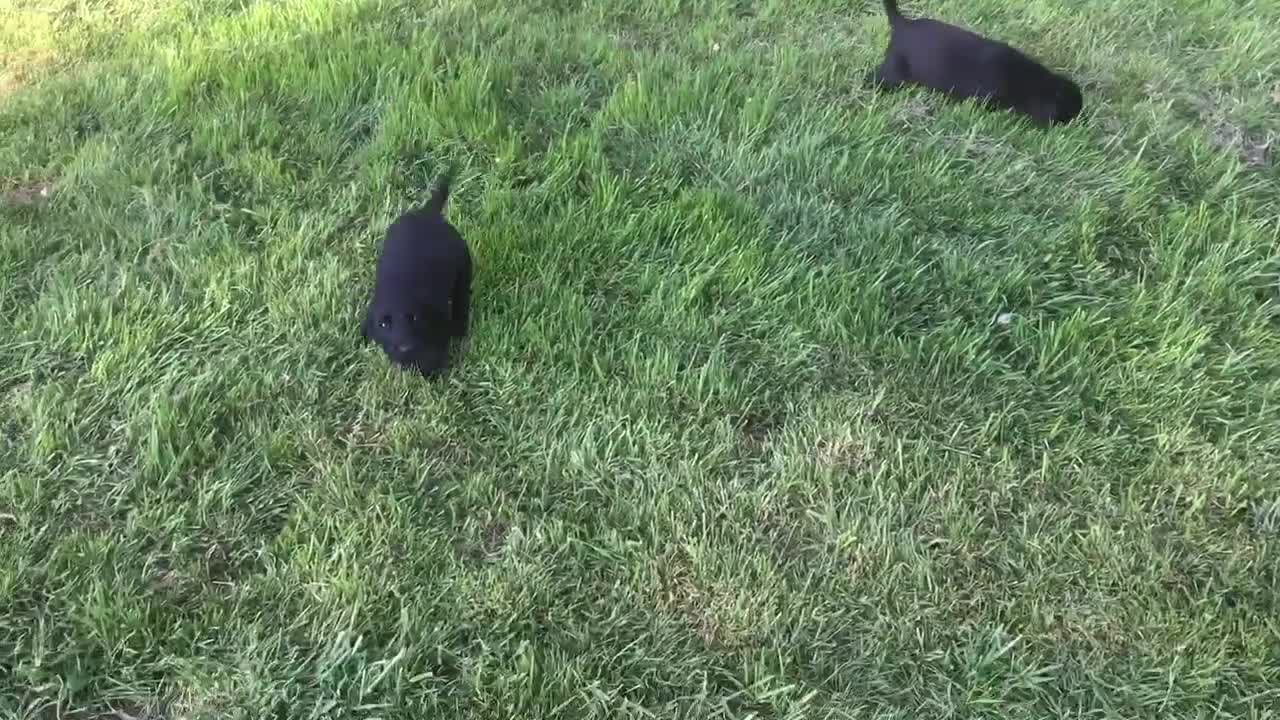 Labrador Retriever dogs for sale: Fantastic Labrador Pups - Video 2