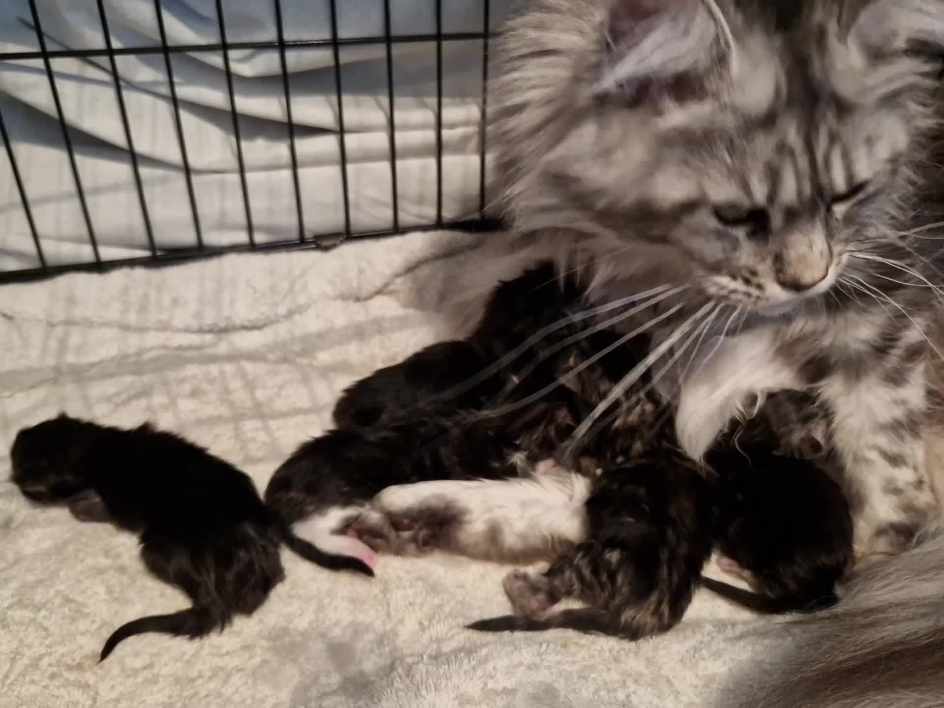 Maine Coon cats for sale: Stunning maine coon kittens - Video 1