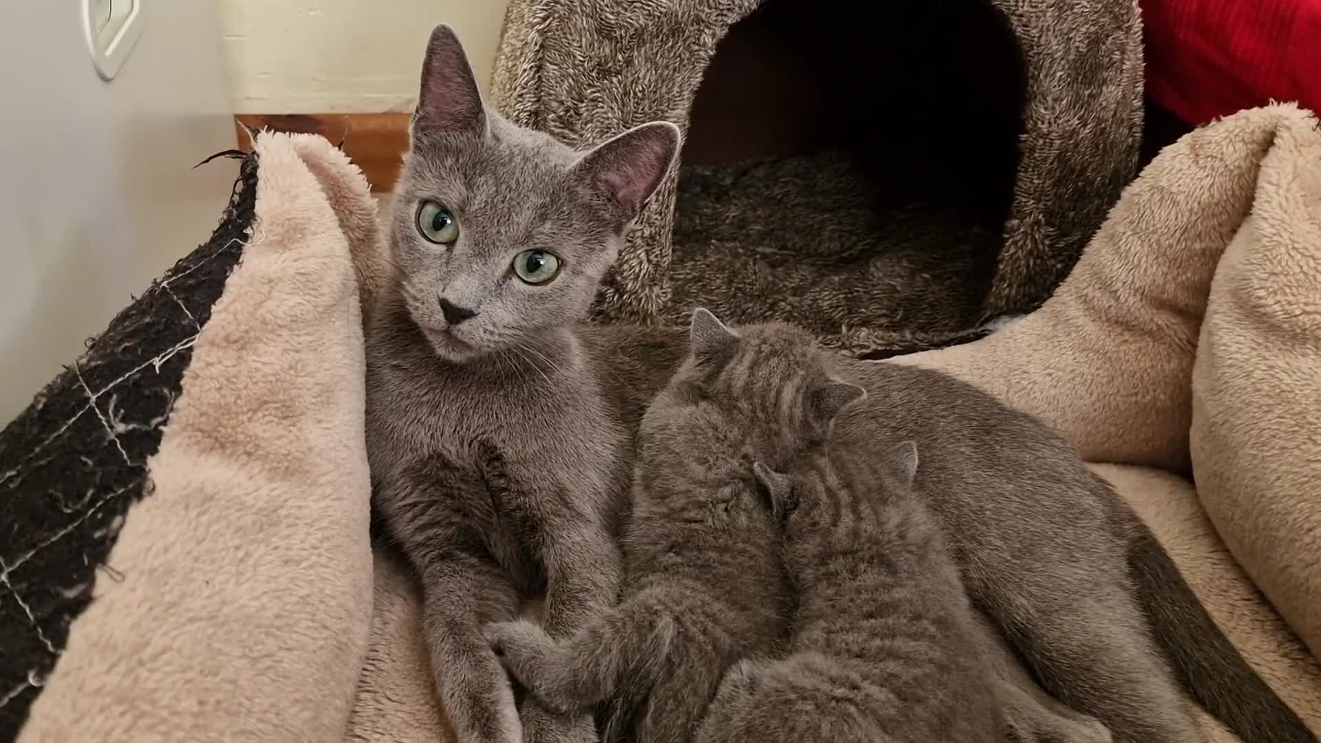 Russian Blue cats for sale: Pure Russian Blue kitten GIRL - Video 4