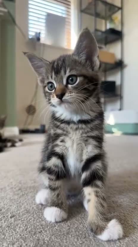Mixed Breed cats for sale: Maine Coone cross female kittens - Video 2