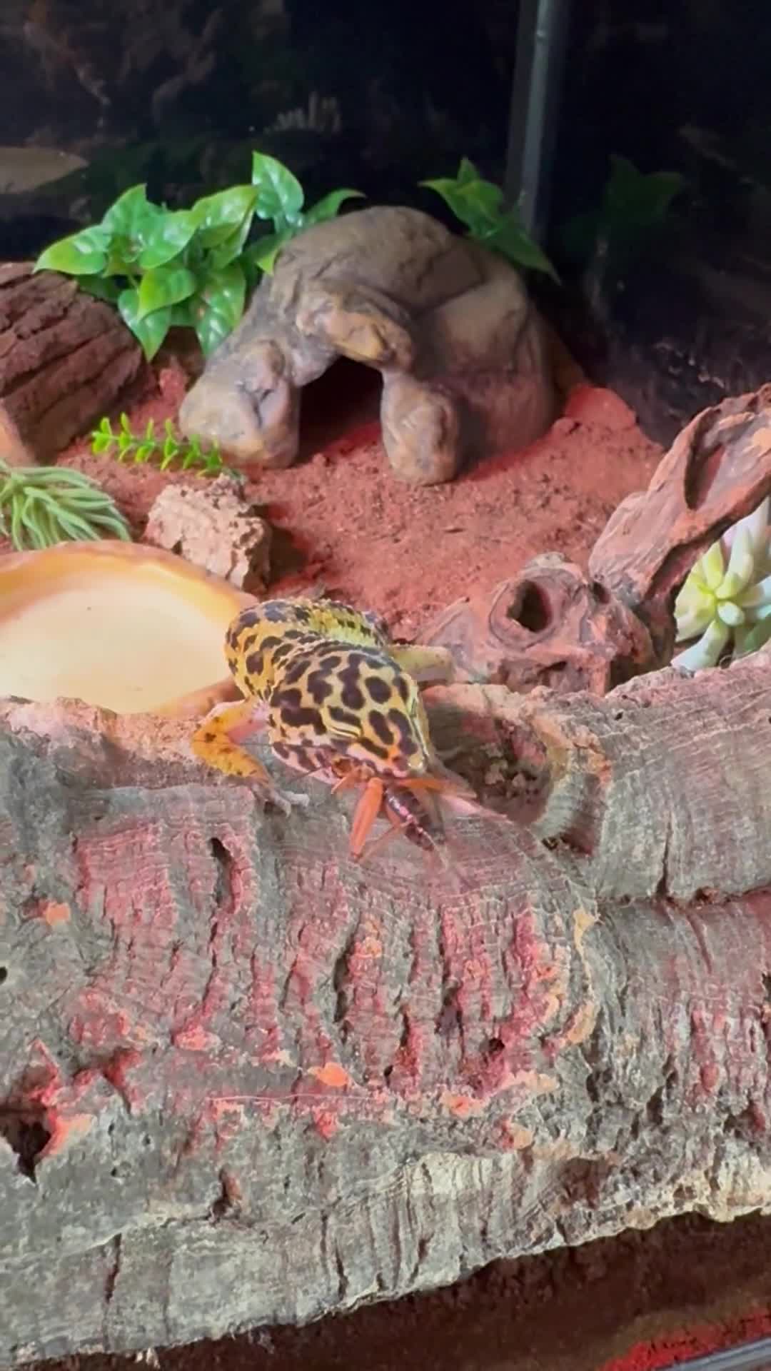 Leopard Gecko reptiles for sale: Leopard gecko with full setup  - Video 2
