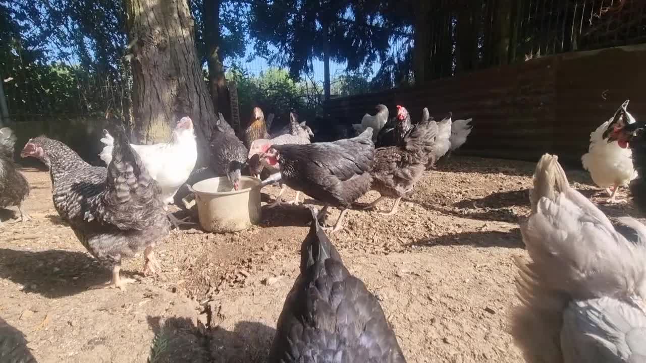 Chickens poultry for sale: bluebells, light Sussex, rhode rock, speckled - Video 1