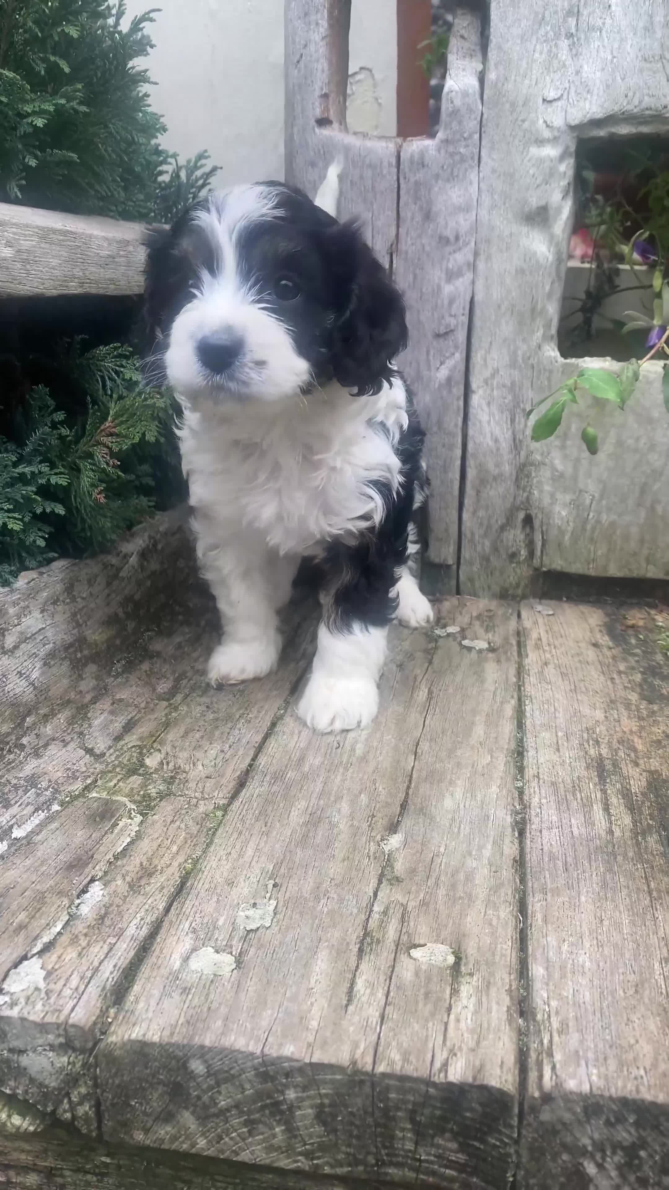 Cavapoo dogs for sale: Cottage Cavapoo Puppies  - Video 4