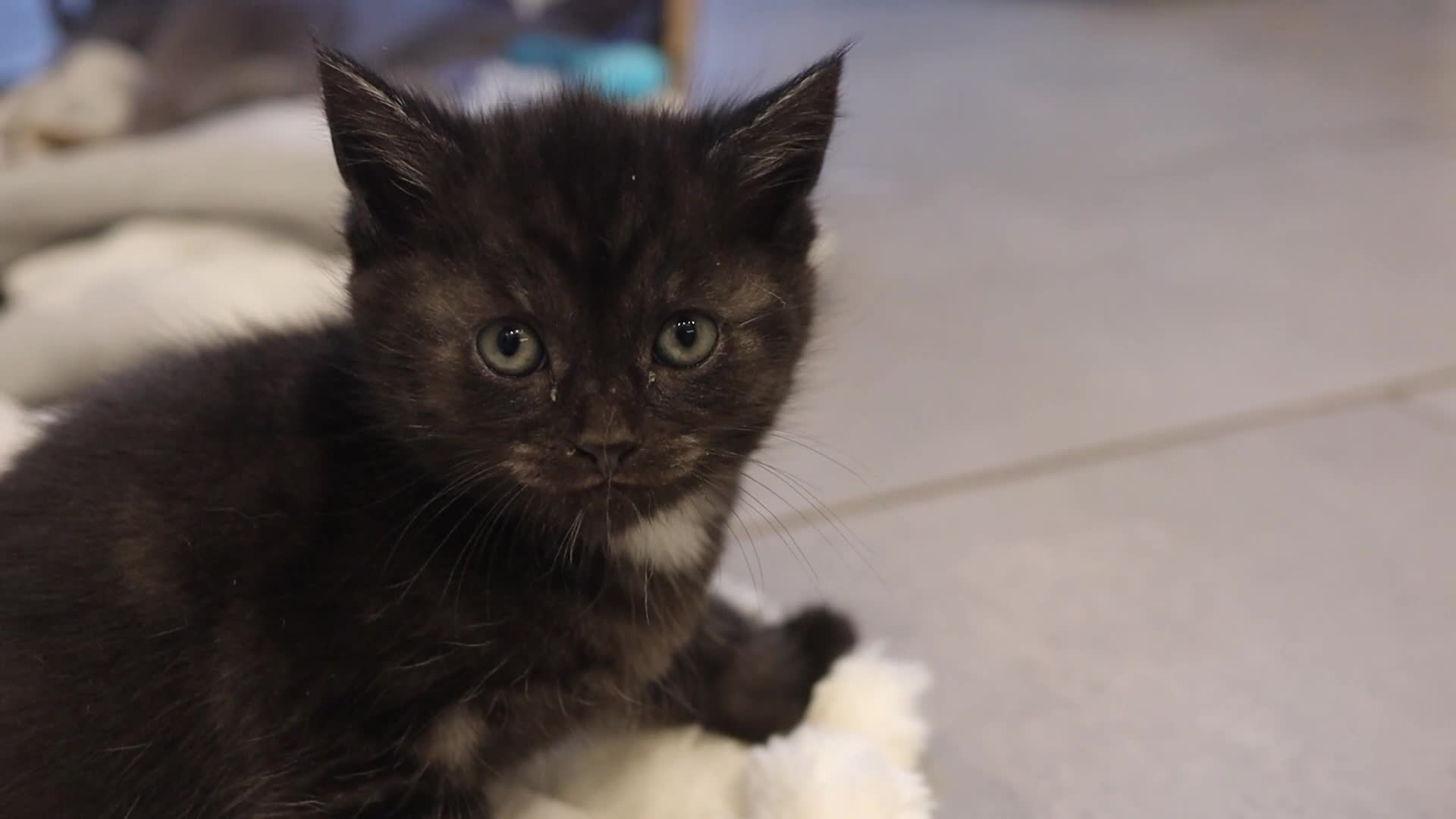 Domestic Shorthair cats for sale: Four beautiful kittens remaining - Video 2