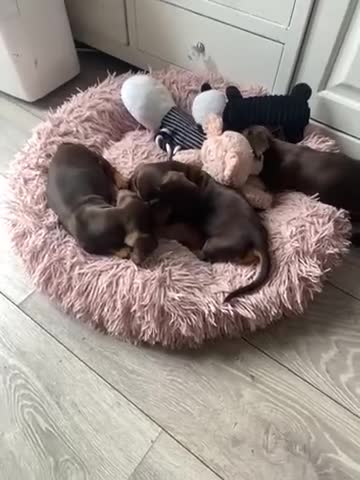 Dachshund dogs for sale: dashounds boys choc and tan - Video 1