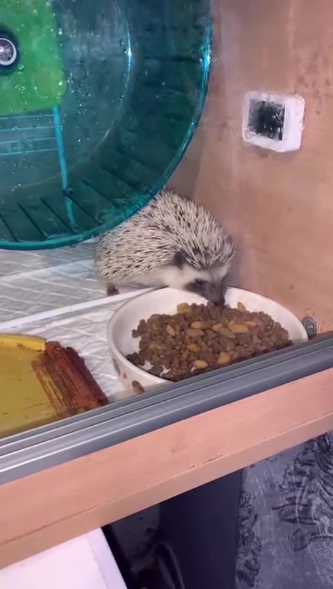 Pygmy Hedgehog rodents for sale: African Pygmy hedgehog  - Video 1