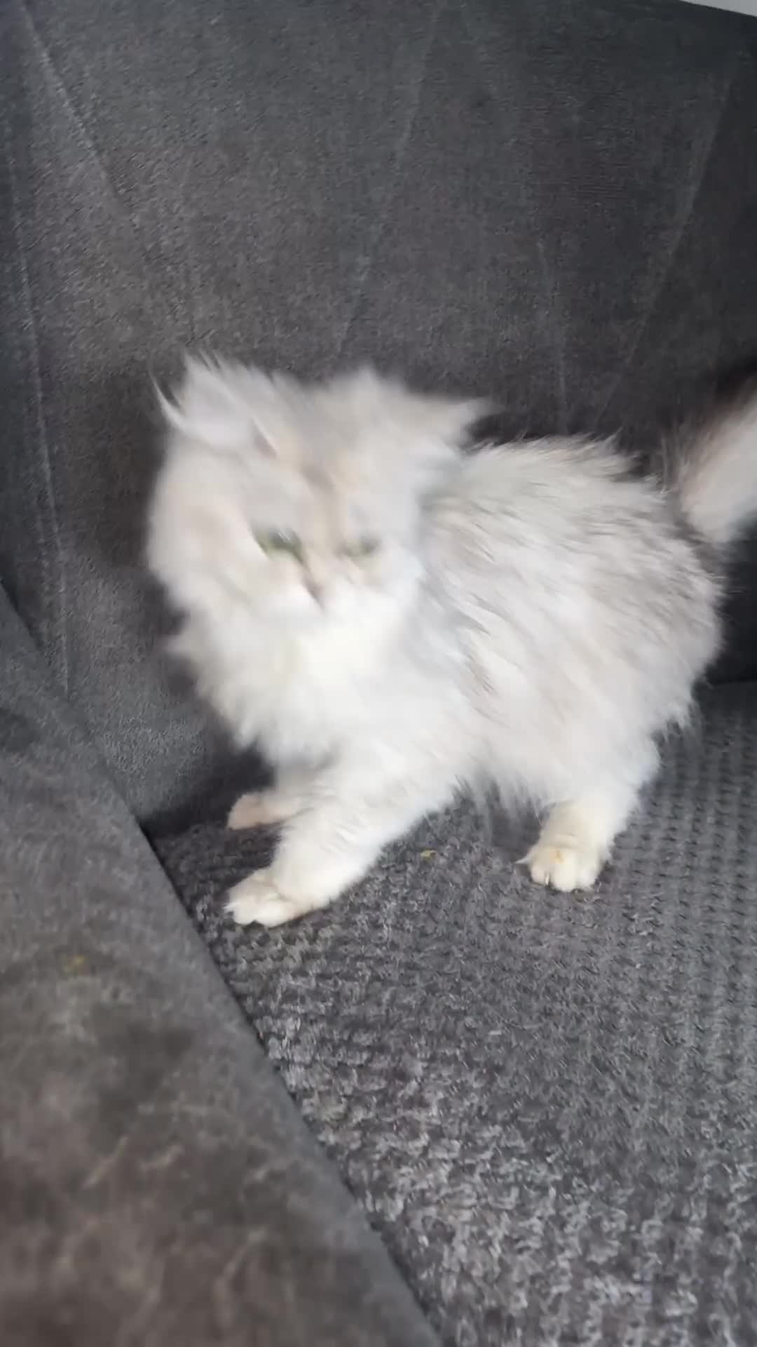 Persian cats for sale: Persian chinchilla  - Video 1