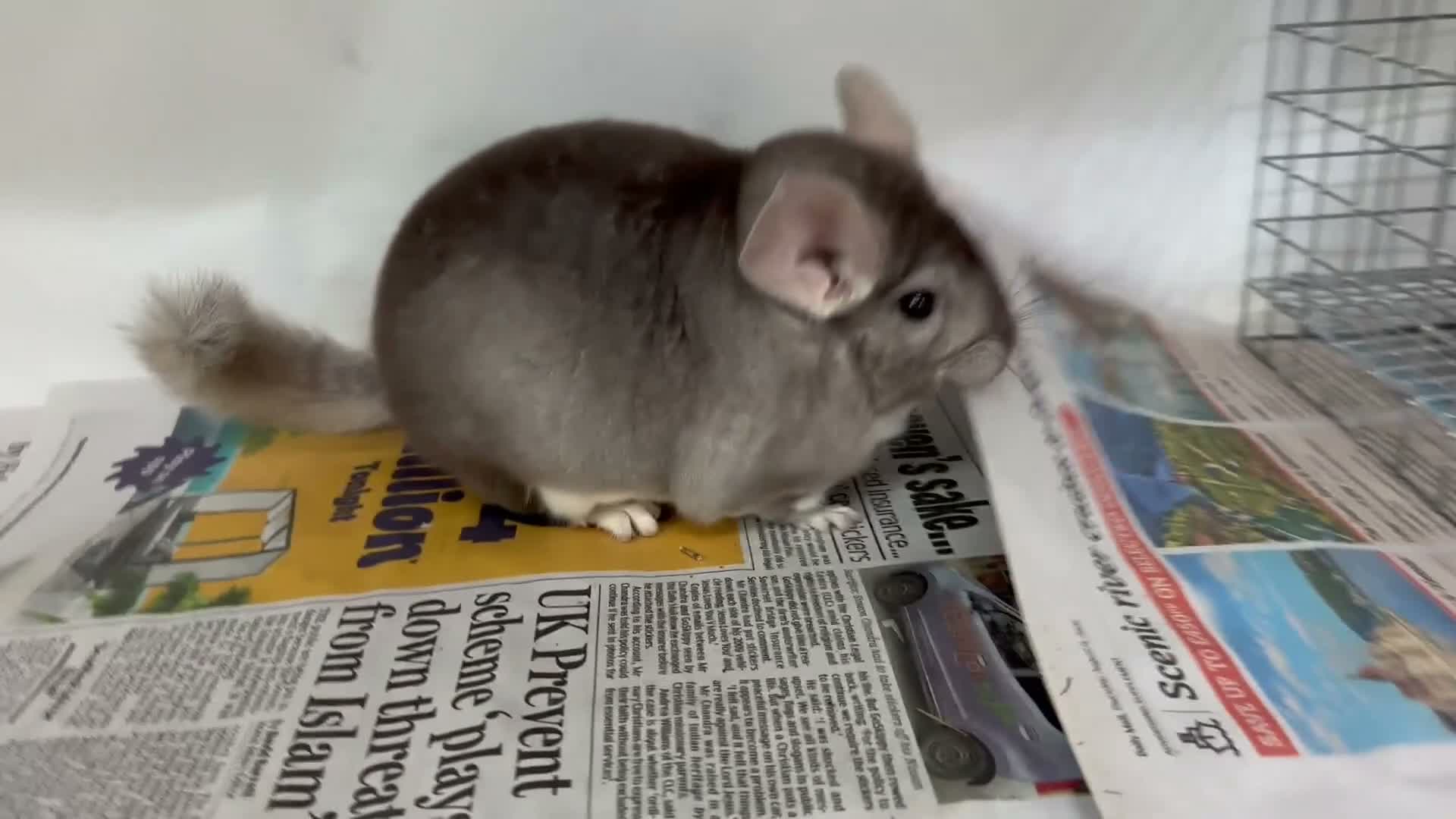 Chinchilla rodents for sale: Barbie, gorgeous beige girl - Video 1