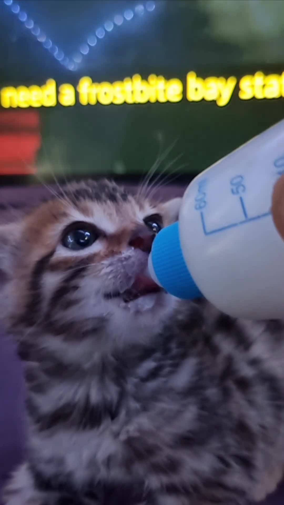 Bengal cats for sale: 4 Bengals for ready for new home - Video 1