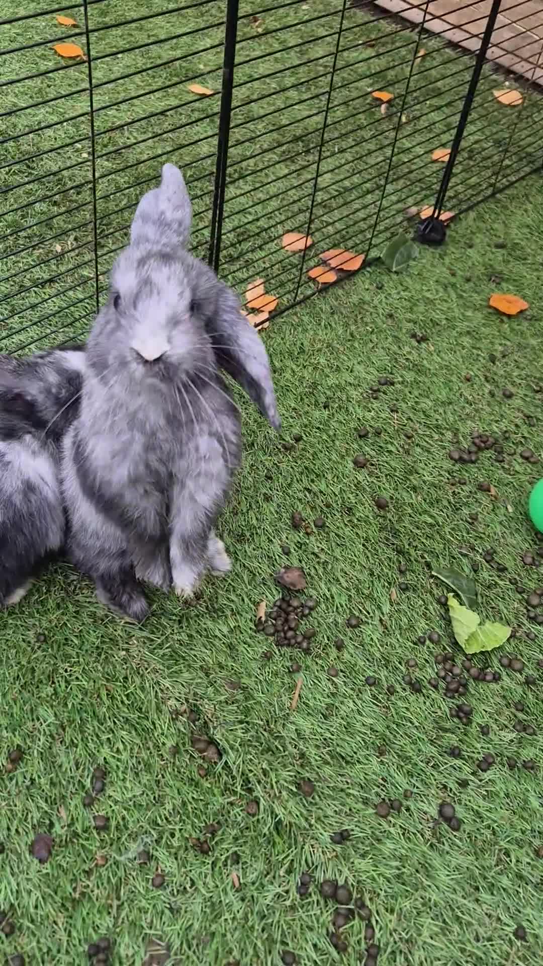 French Lop rabbits for sale: Gorgeous french lop babies  - Video 1