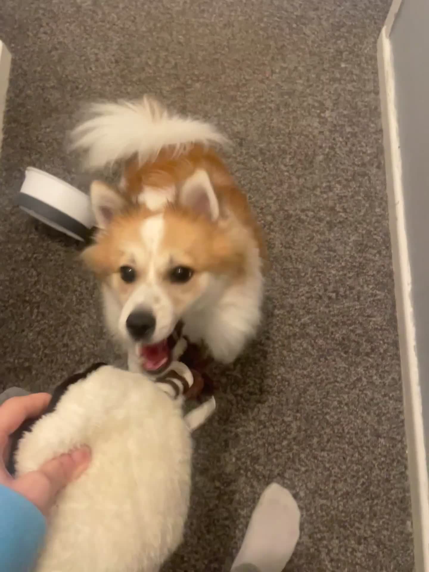 German Spitz dogs for sale: 🐾 10-Month-Old German Spitz Puppy - Video 1