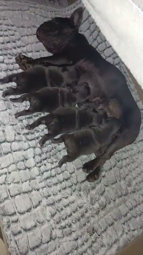 French Bulldog dogs for sale: KC REGISTERED French bulldog puppies - Video 1