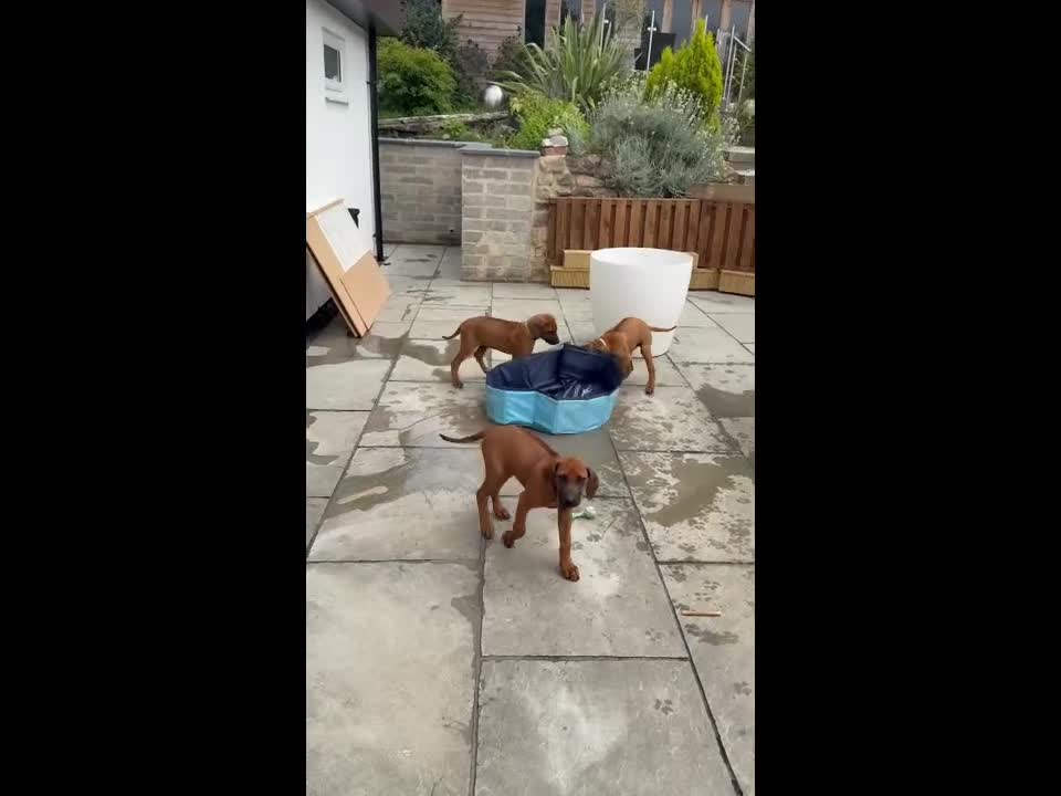 Rhodesian Ridgeback dogs for sale: Beautiful KC Reg’d Rhodesian Ridgeback in Rotherham - Video 1