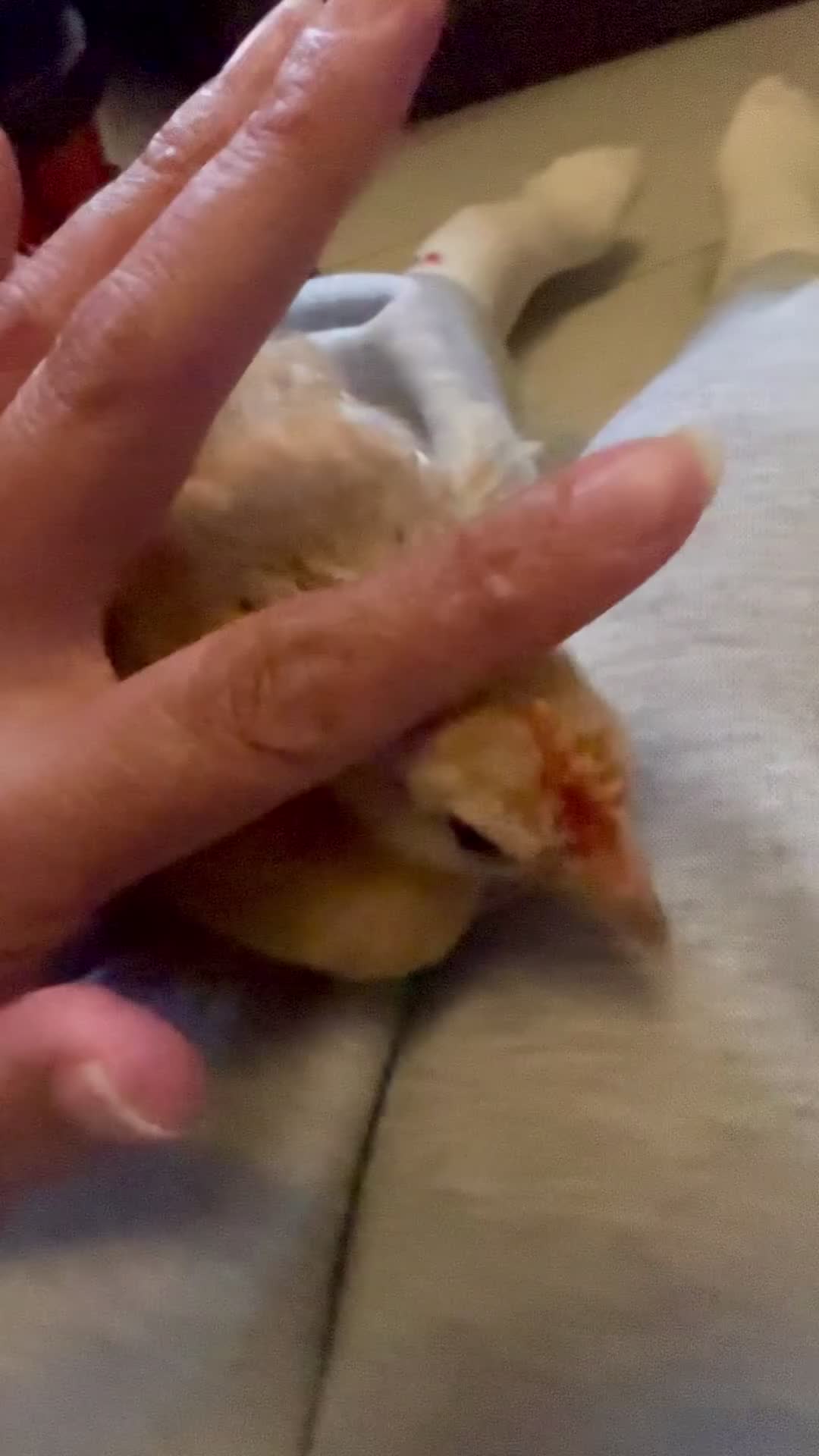 Chickens poultry for sale: Beautiful Pekin Cockerel – Looking for a new Home - Video 1