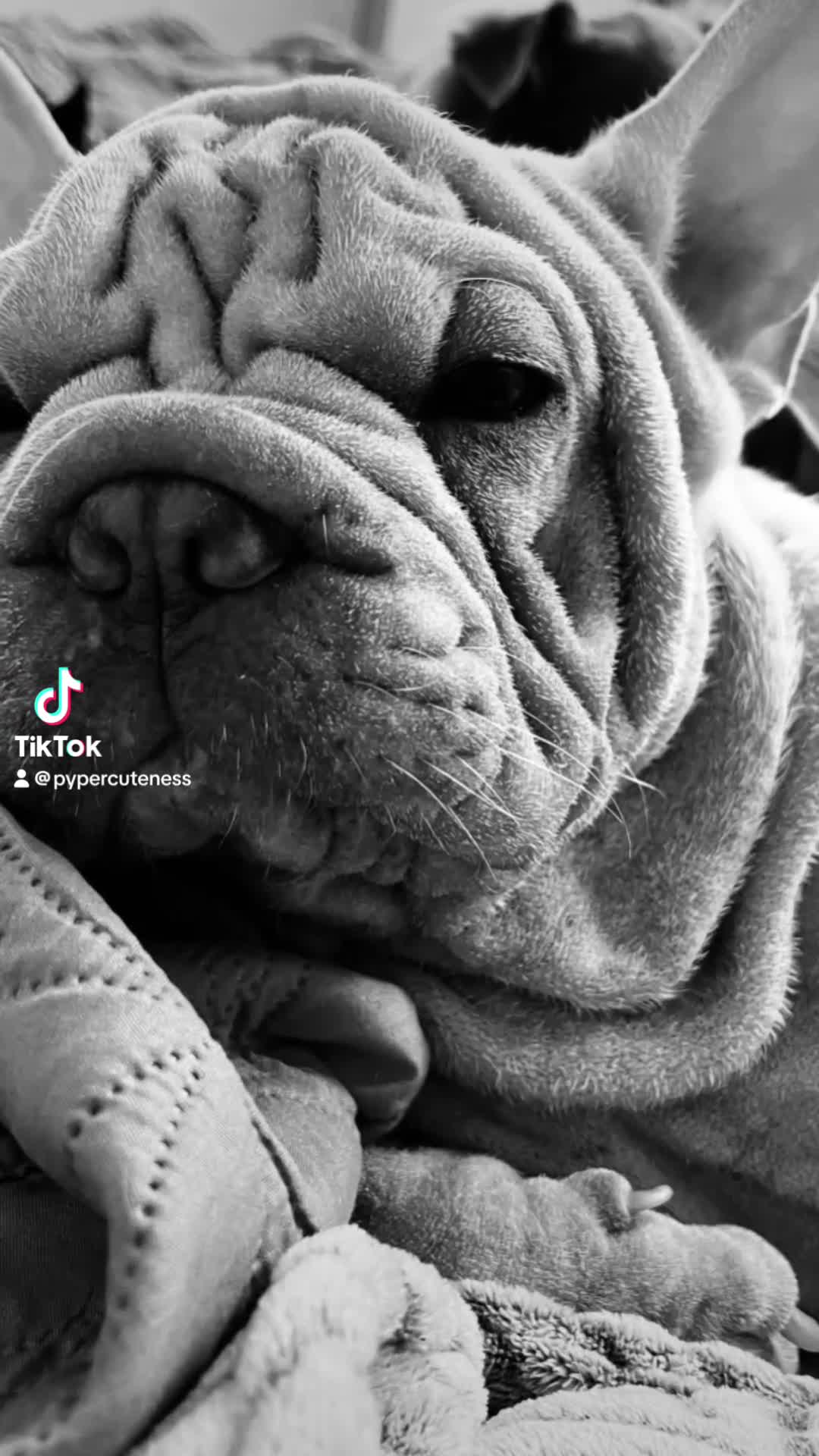 French Bulldog dogs for sale: ☃️FROSTY THE SNOWMAN☃️ - Video 1