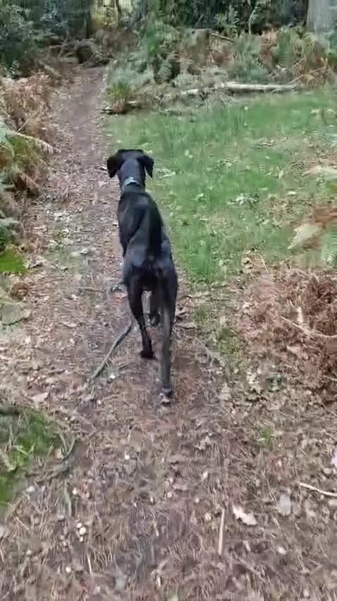 Mixed Breed dogs for adoption: Enzo (Labrador/Pointer mix) - Video 2