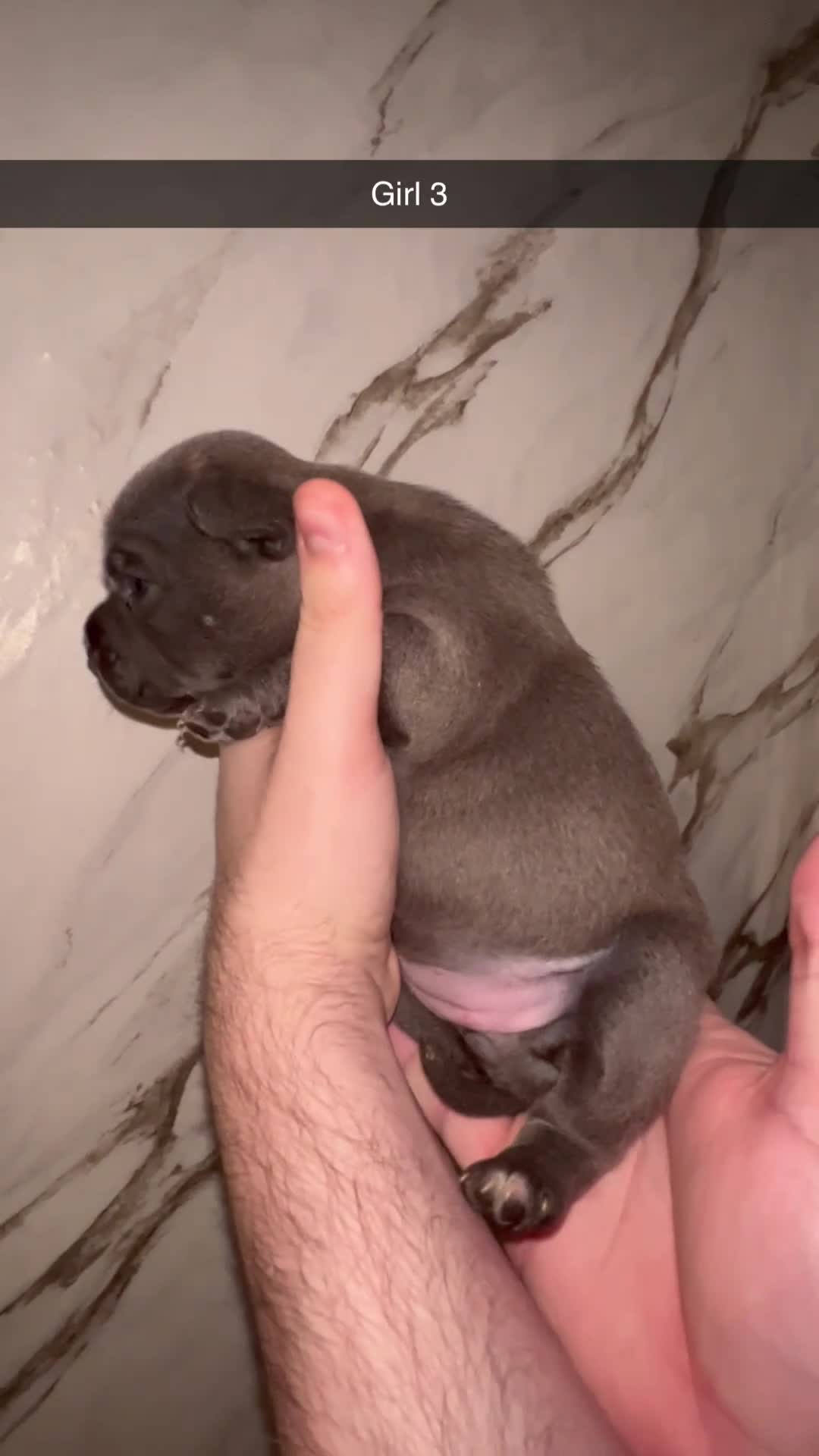 Staffordshire Bull Terrier dogs for sale: Champion lines Staffordshire bull terrier pups  - Video 3