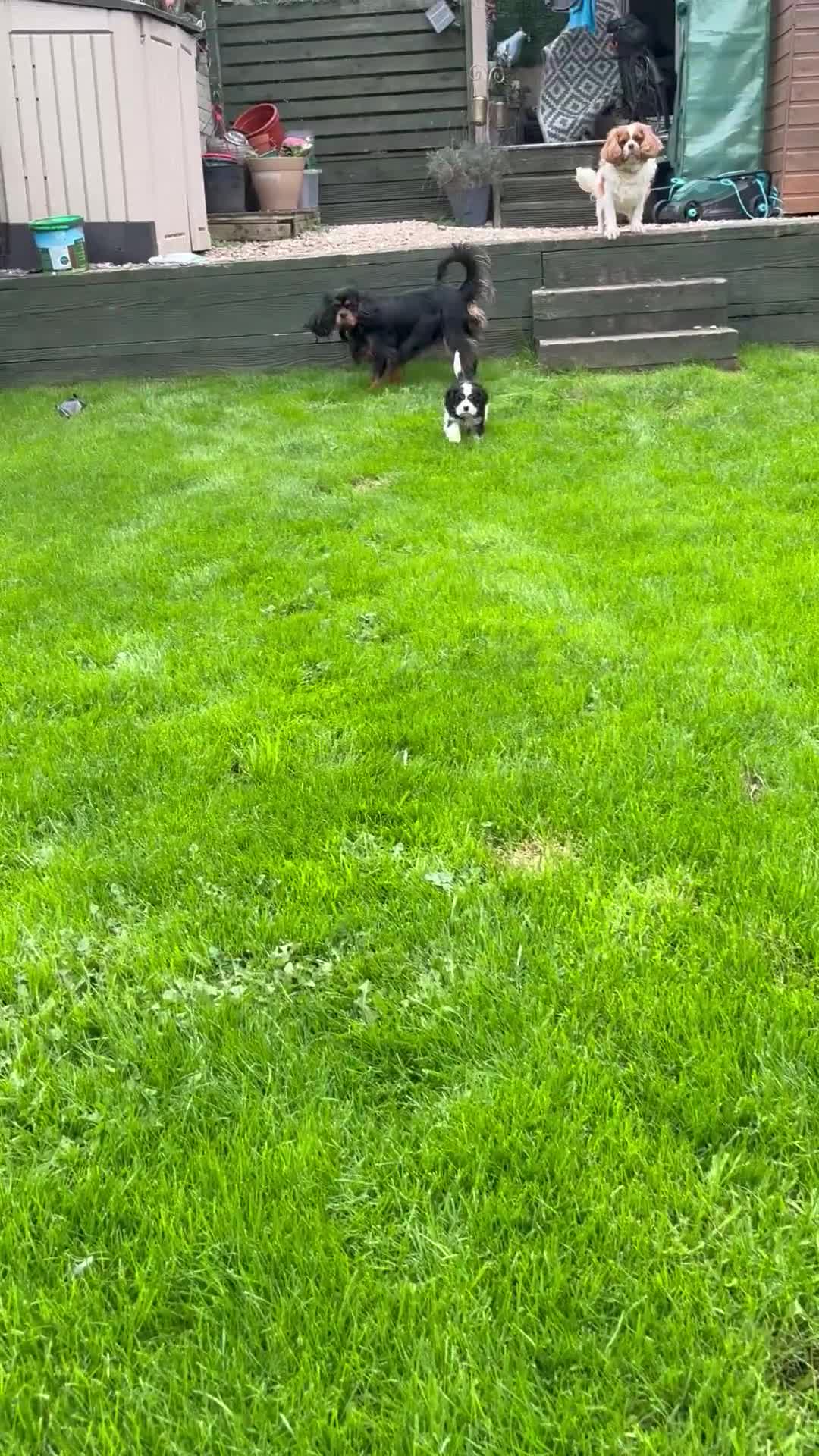 Cavalier King Charles Spaniel dogs for sale: Merlin kennel club Heath tested stunning Tri - Video 2