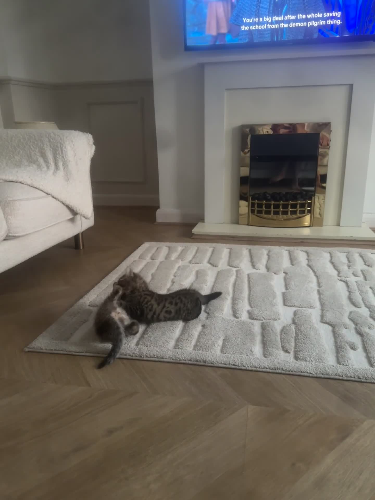 Bengal cats for sale: 2 sibling bengal kittens for sale - Video 2