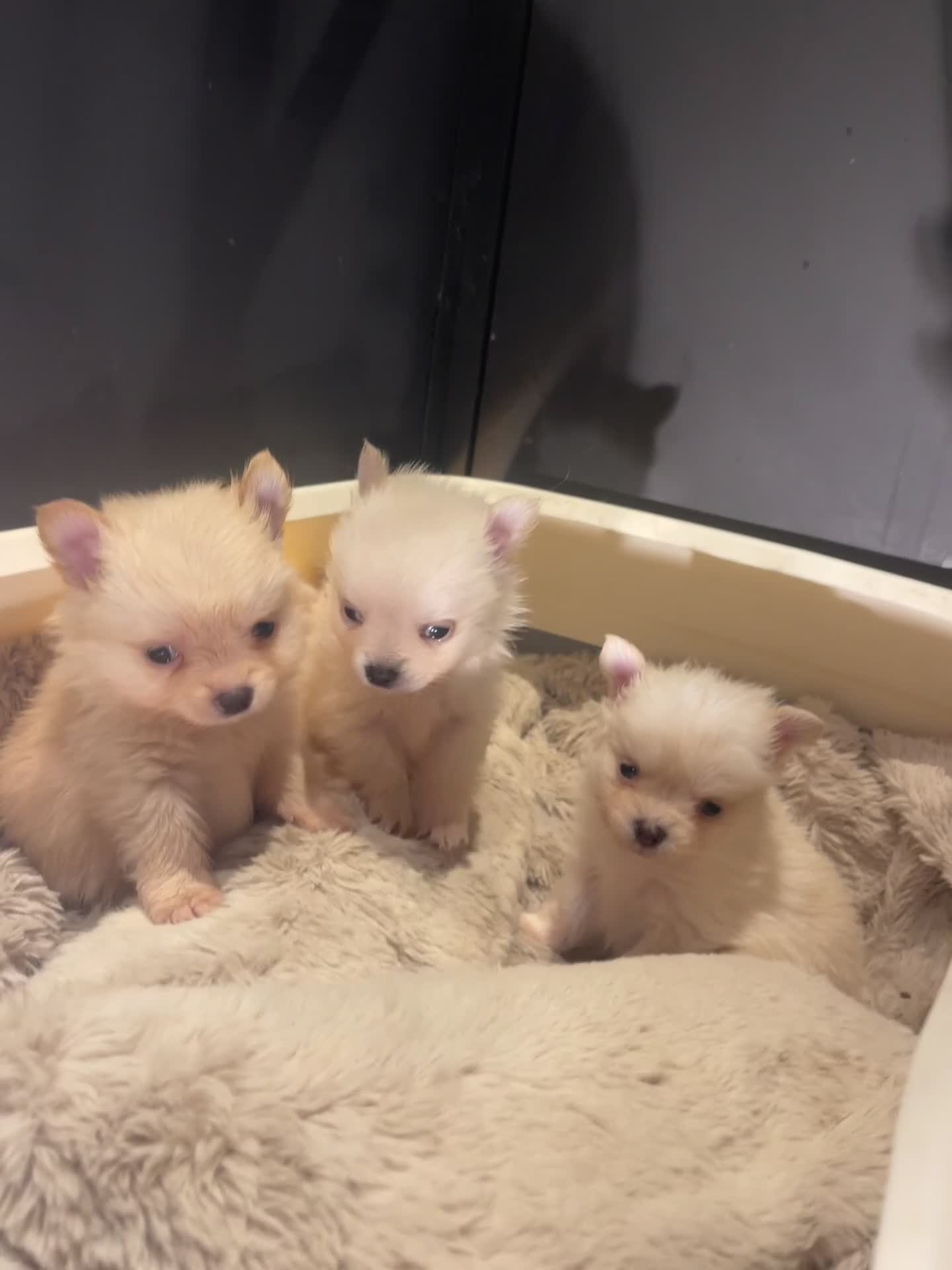 Pomchi dogs for sale: 3 pomchi - Video 1