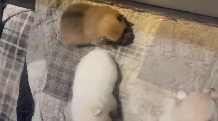 Pomeranian dogs for sale: Fluff balls so cute active pom pups - Video 1