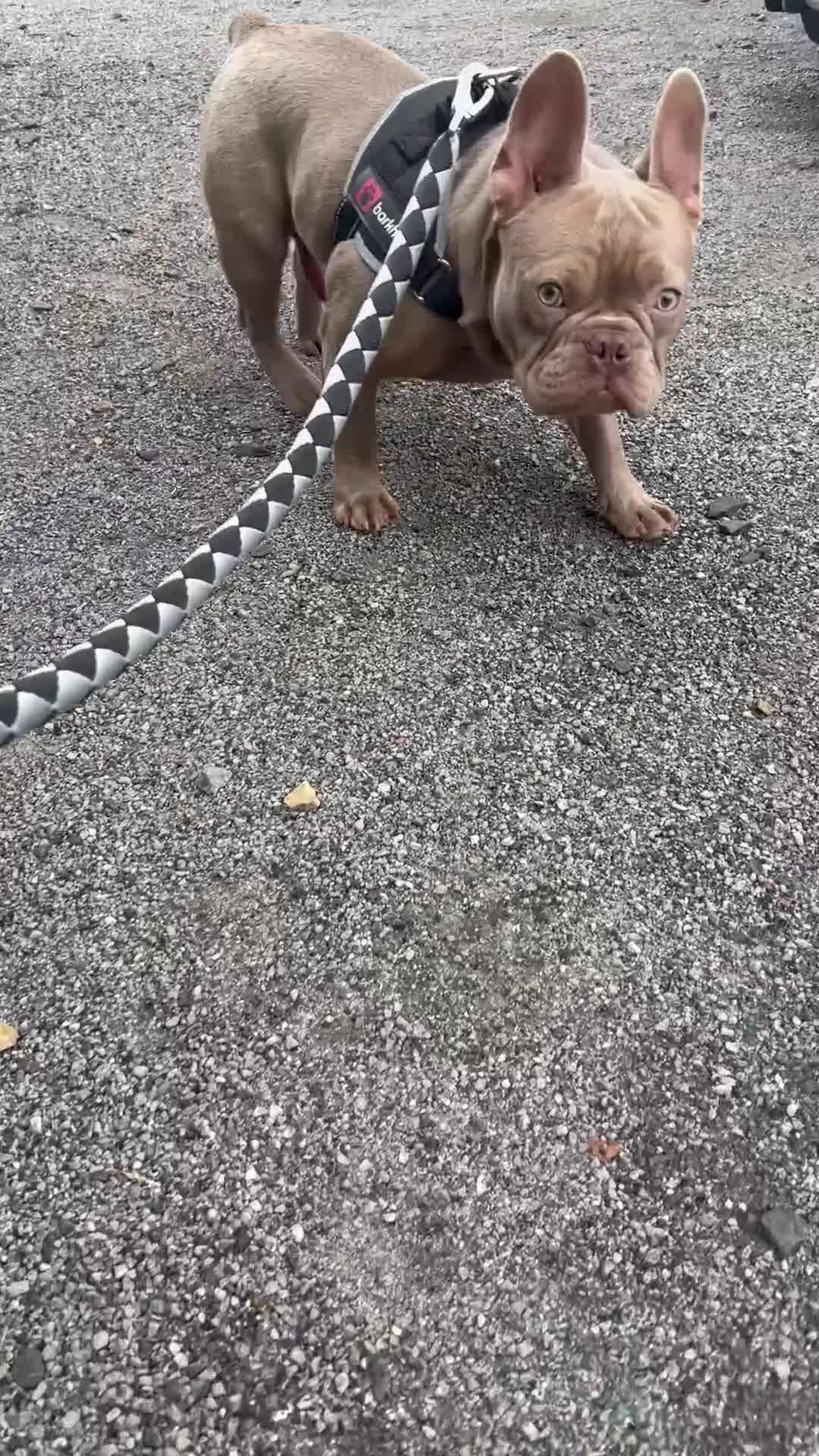 French Bulldog dogs for stud: Solid Isabella Frenchie Stud - Video 1