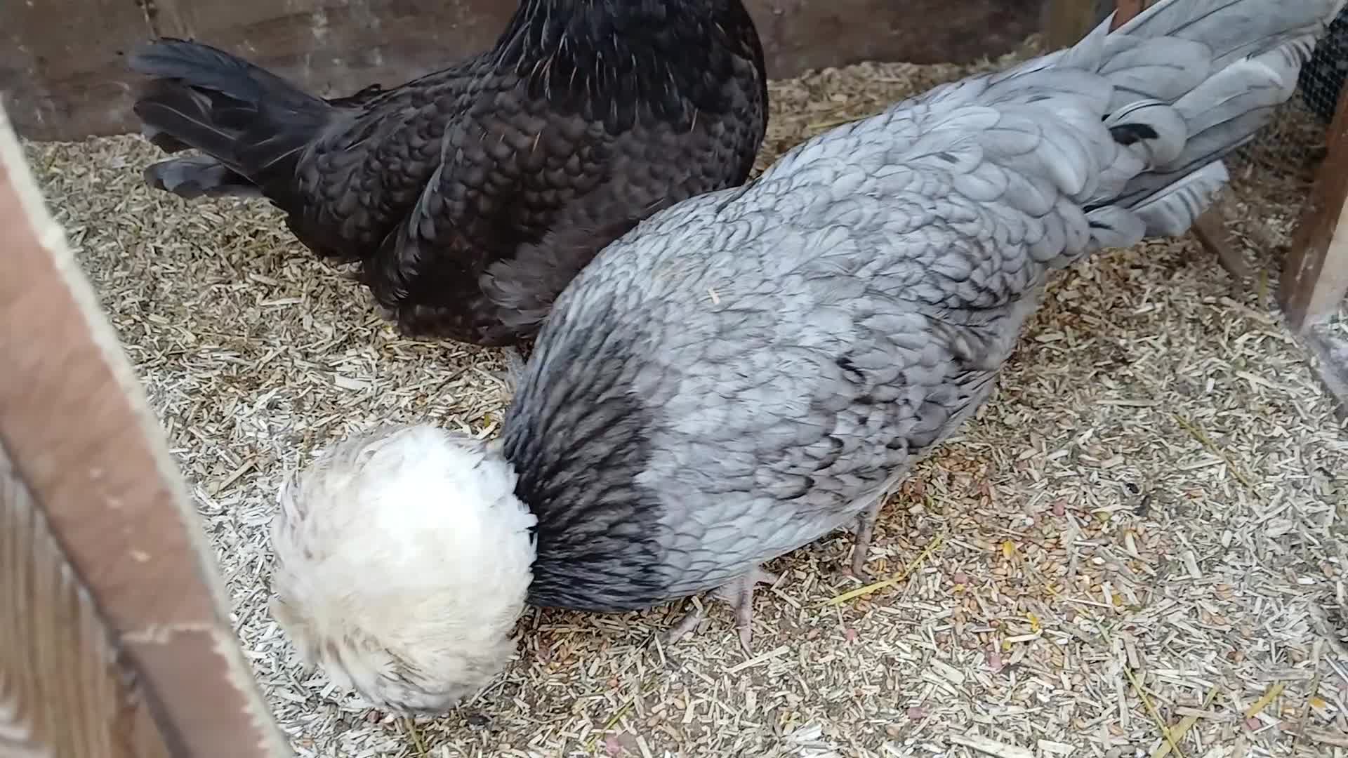 Chickens poultry for sale: 2 x polish  hens available  - Video 1
