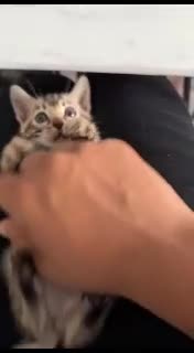 Bengal cats for sale: Bengal kitten  - Video 4