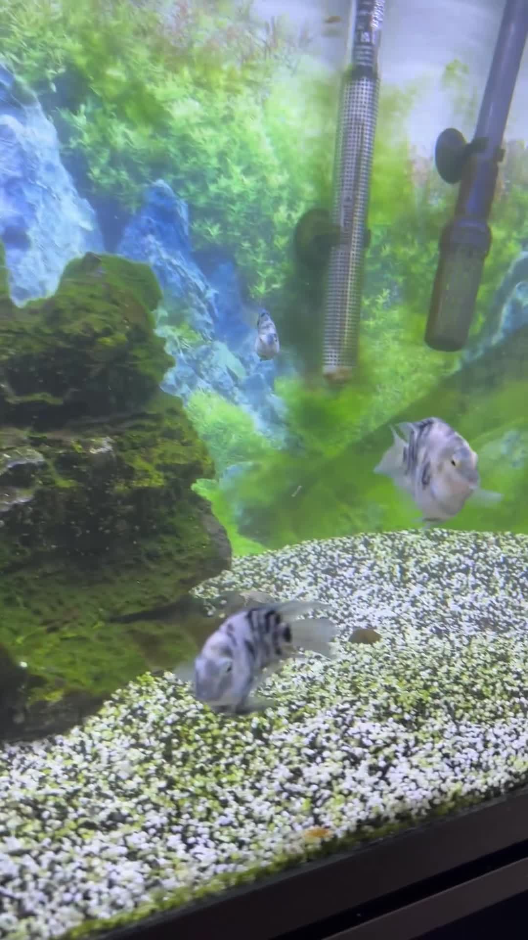 Cichlids fish for sale: Polar blue cichlids  - Video 1
