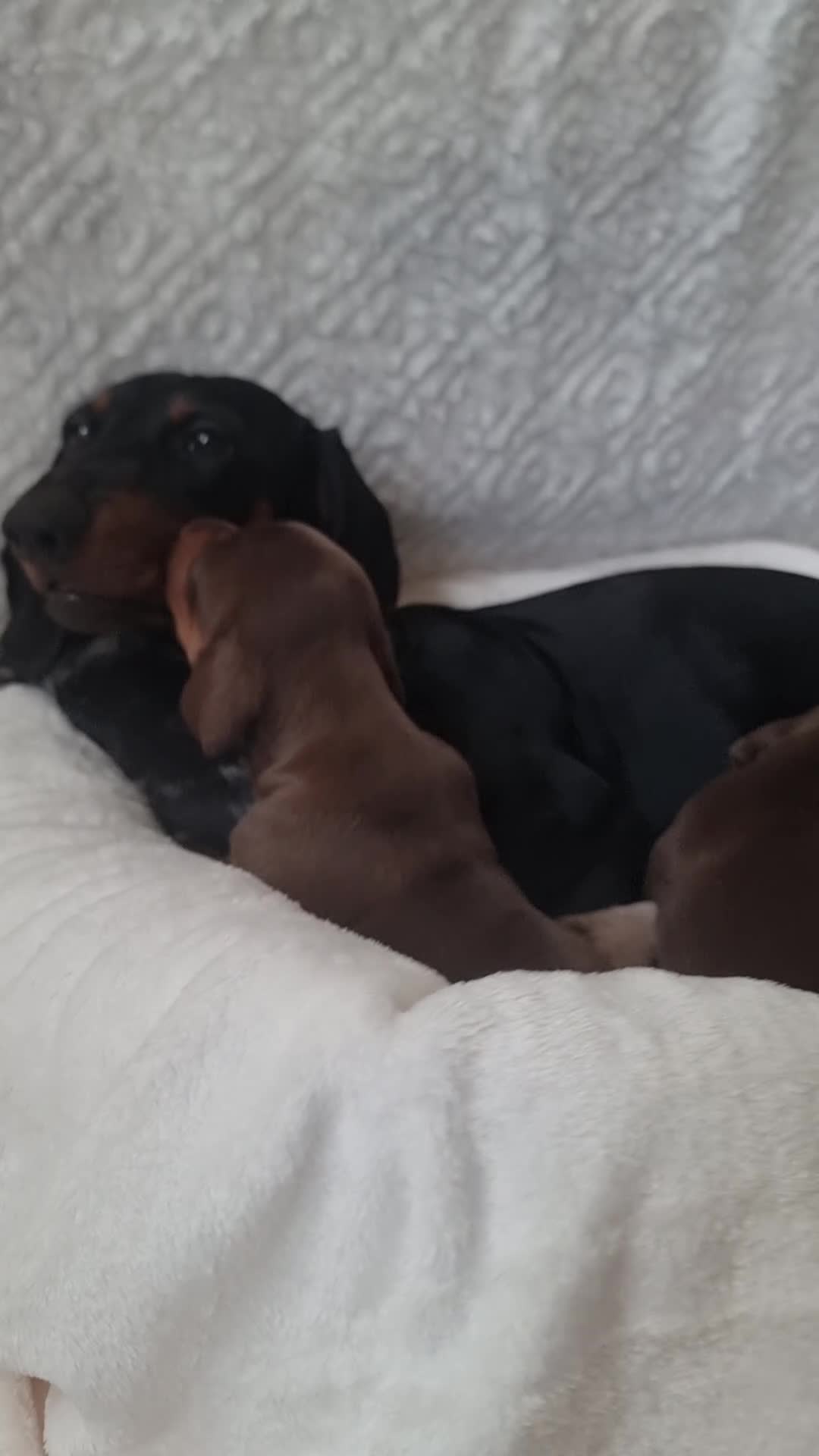 Miniature Dachshund dogs for sale: Miniature Dachshund puppies. Readying Soon! - Video 1