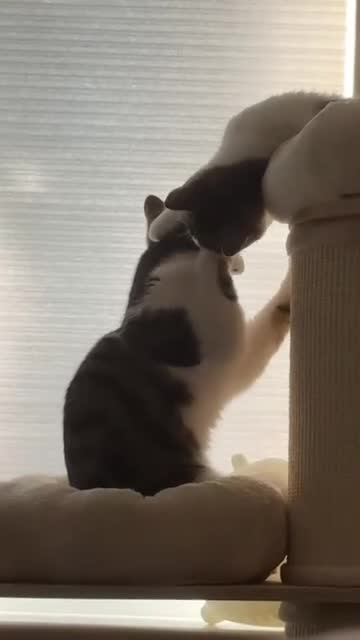 Domestic Shorthair cats for sale: Two Bonded Siblings for Sale - Video 4