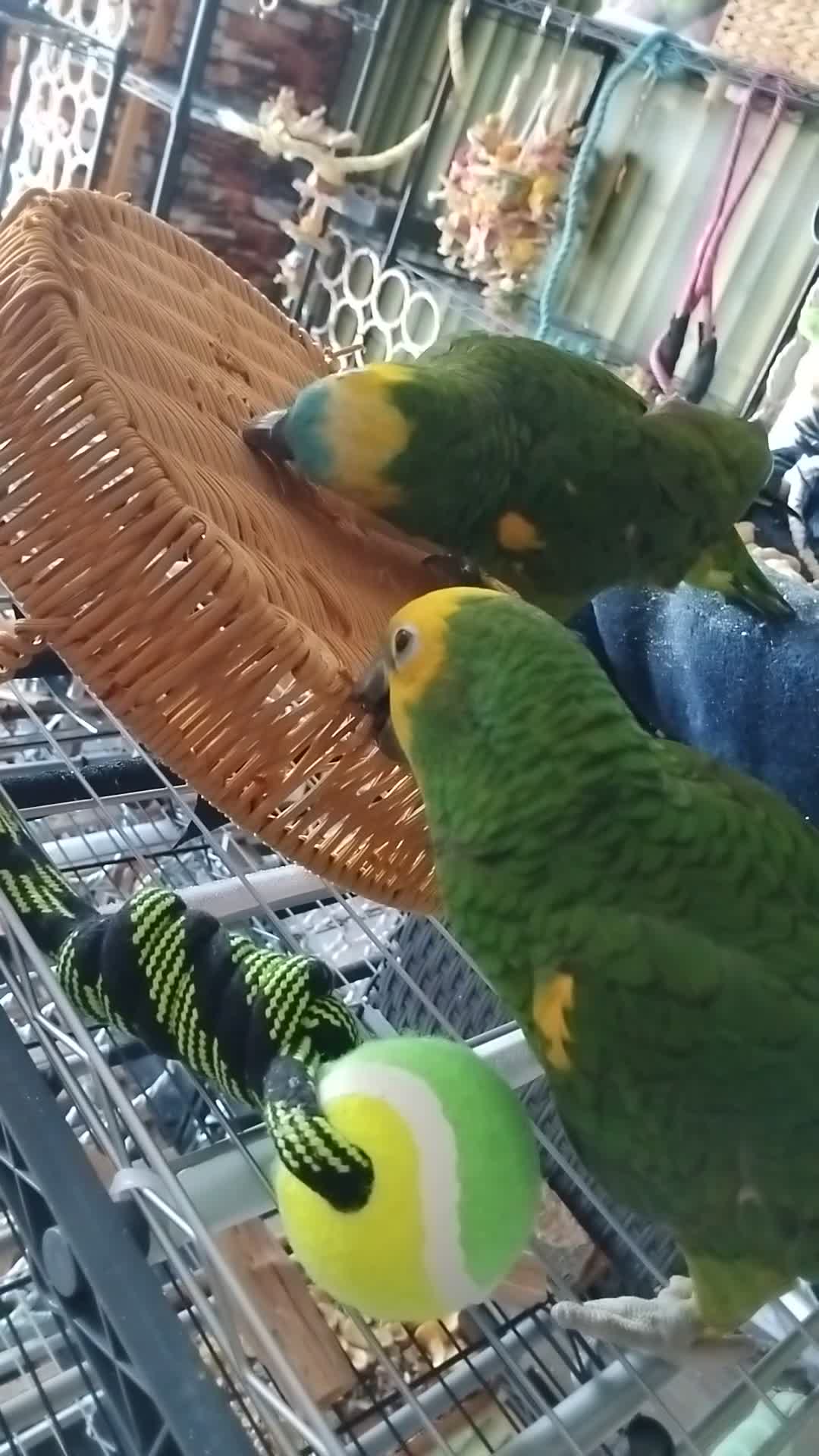 Parrots birds for sale: Pair of bonded females  in Newton-le-Willows - Video 3