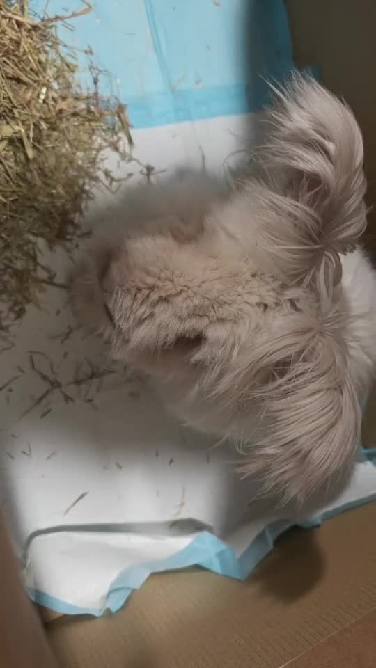 Angora rabbits for sale: Angora Rabbits  - Video 1