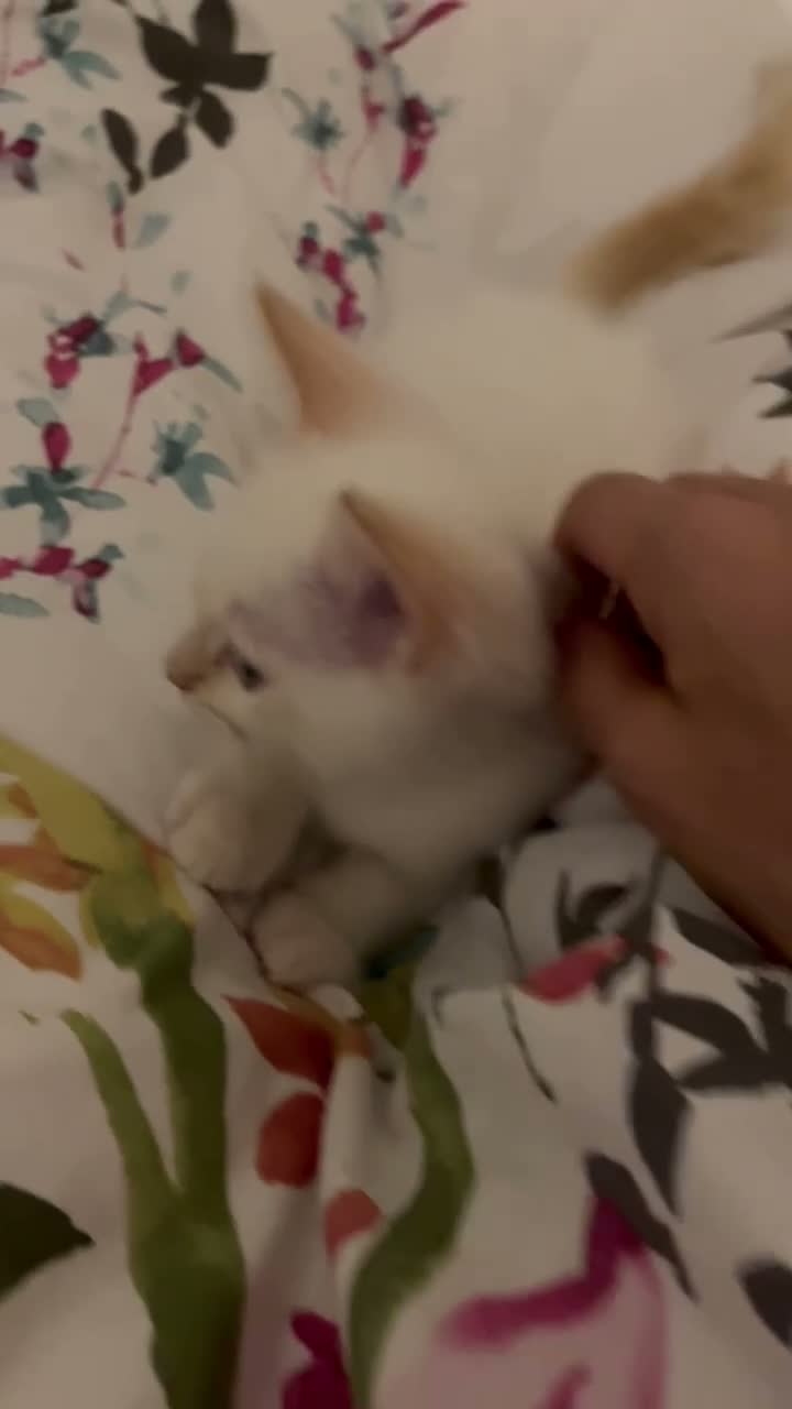 Ragdoll cats for sale: Gorgeous Ragdoll Kittens - Video 1