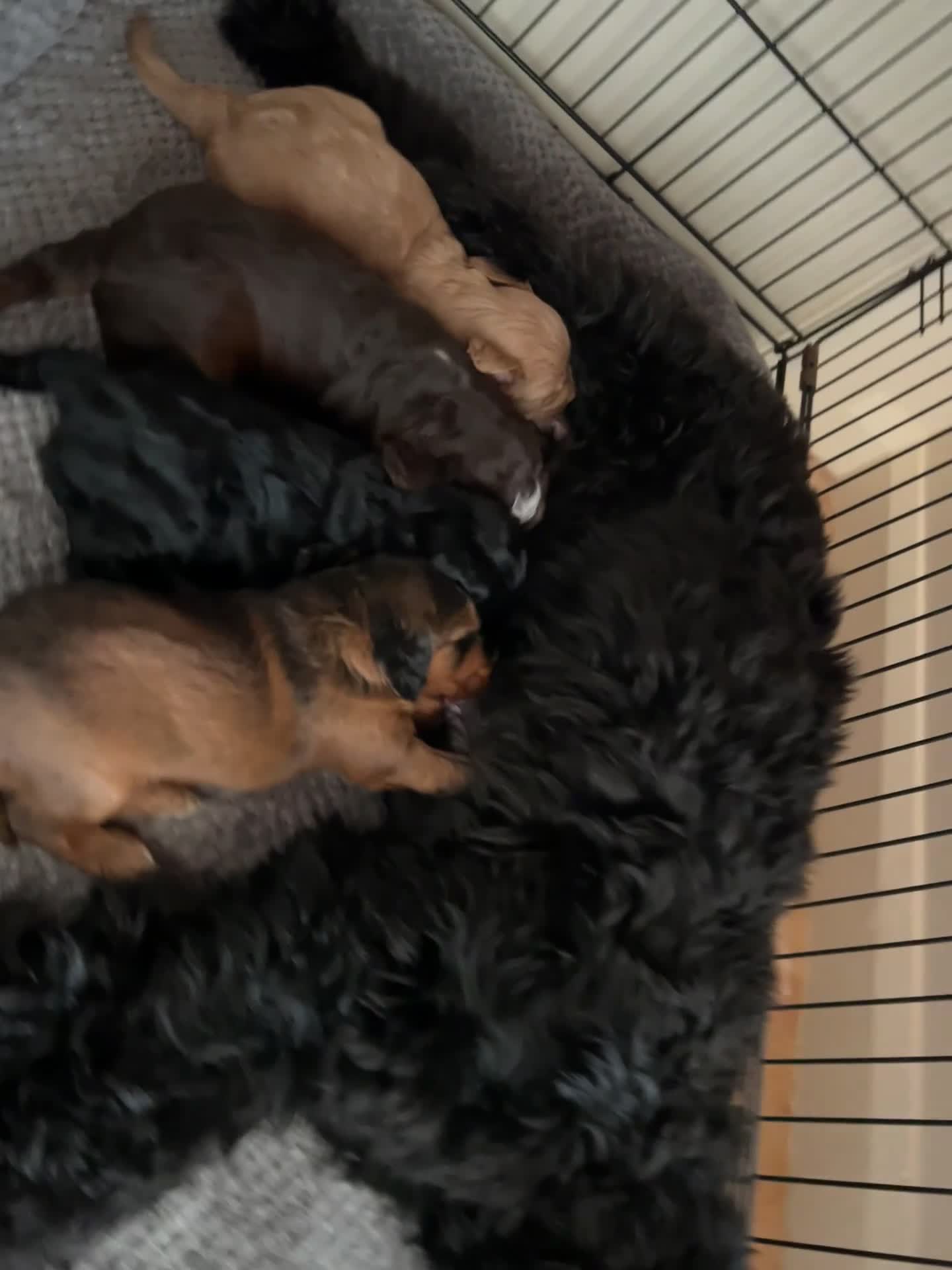 Cockapoo dogs for sale: Beautiful F1xF2 Cockapoo Puppies-Loving home £1400 in Colyton - Video 4