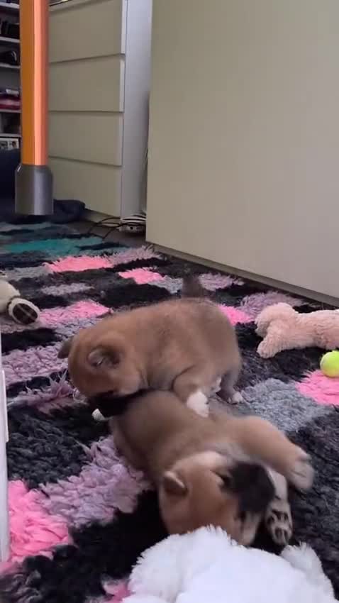 Japanese Shiba Inu dogs for sale: Last Lovely Shiba Inu Puppy, Ready for home now! - Video 4