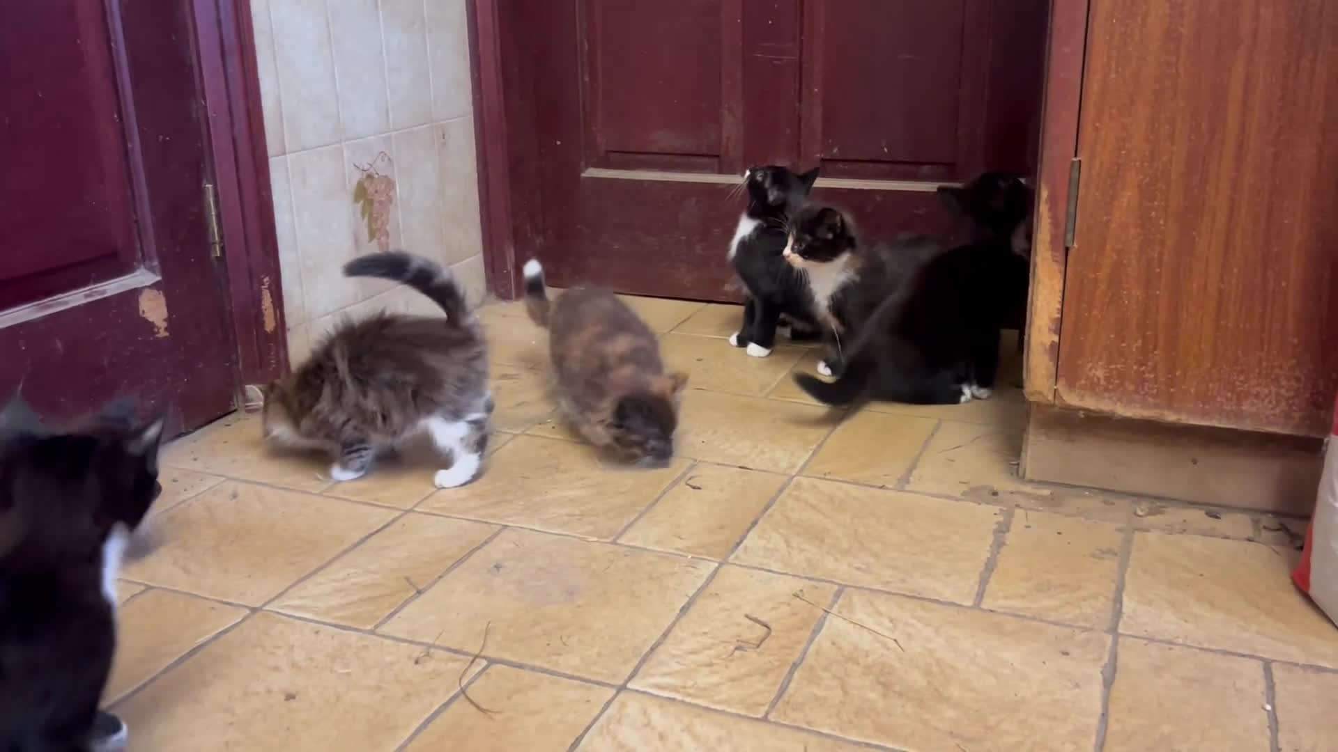 Mixed Breed cats for sale: Beautiful kittens long and short haired  - Video 1