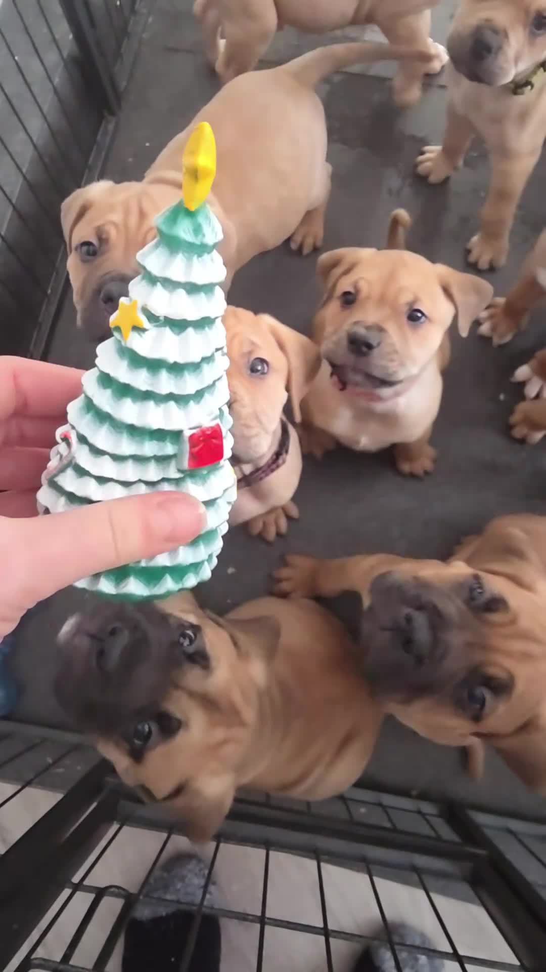 Mixed Breed dogs for sale: Adorable Bull Bordeaux Puppies  - Video 3