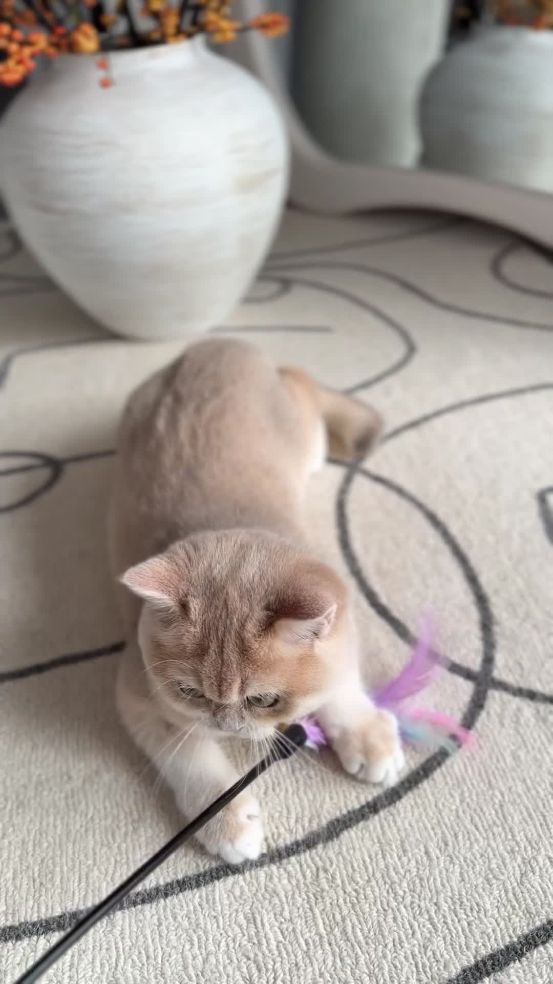 British Shorthair cats for sale: Lilac Golden British Shorthair kitten 🤍 - Video 2