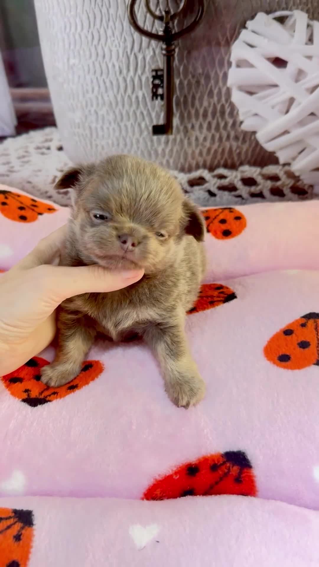 Chihuahua dogs for sale: 💜 Excotic long coated chihuahuas 💜 - Video 4