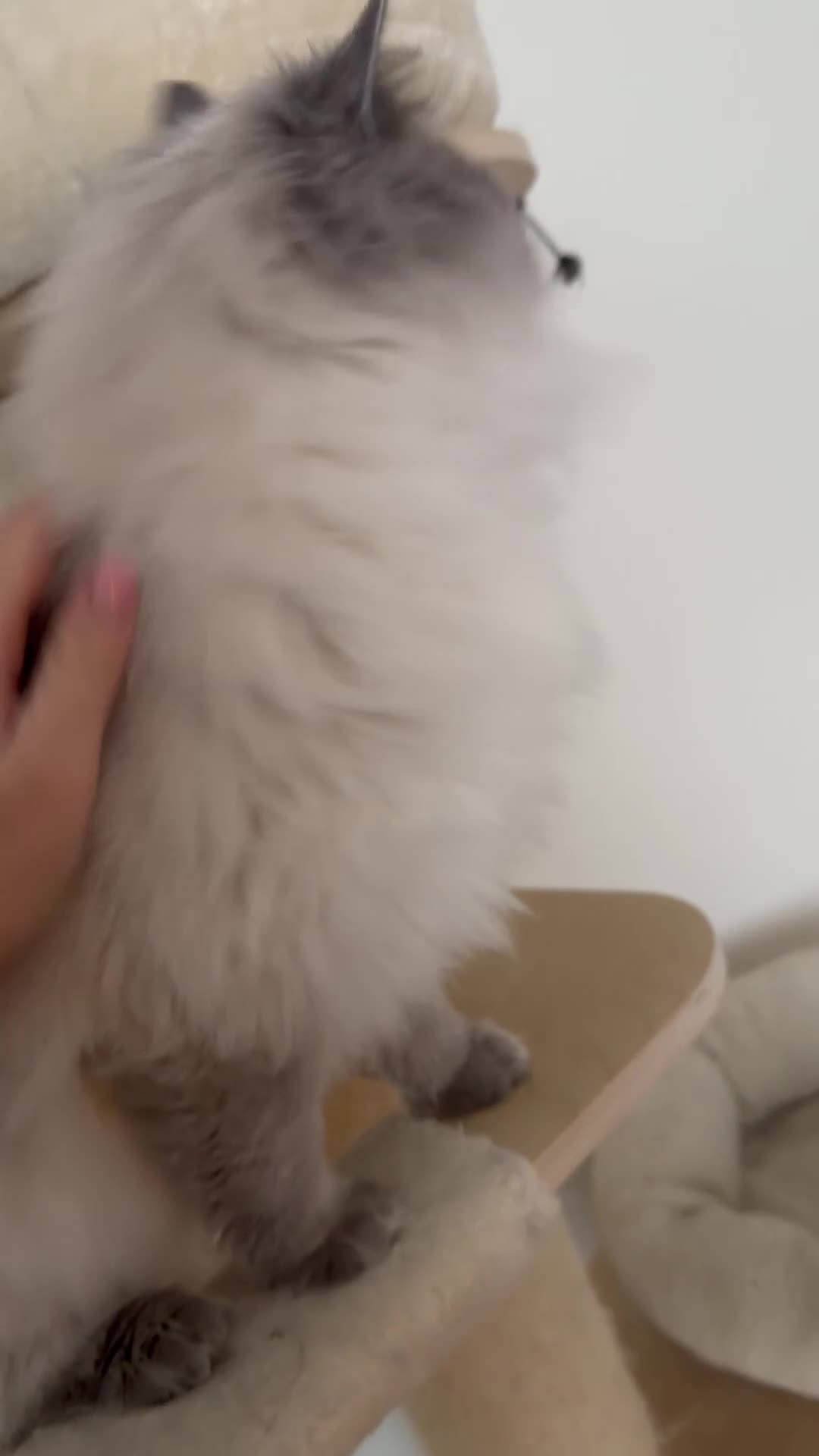 Ragdoll cats for sale: Extensively health tested spayed female  - Video 1