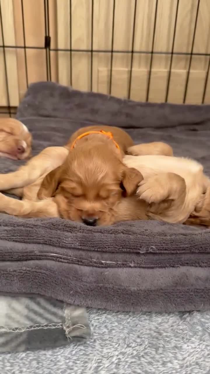 Cocker Spaniel dogs for sale: KC Reg Cocker Spaniel Pups  - Video 1