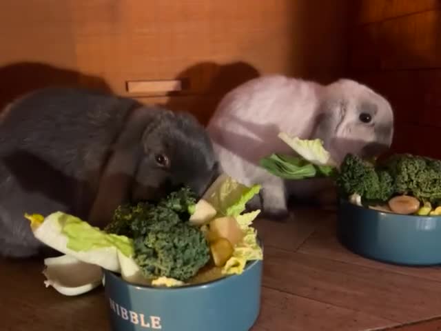 Mini Lop rabbits for sale: Male and Female bonded mini lops for sale - Video 1