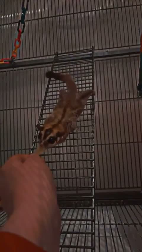 Sugar Glider rodents for sale: 5 sugar gliders - Video 1