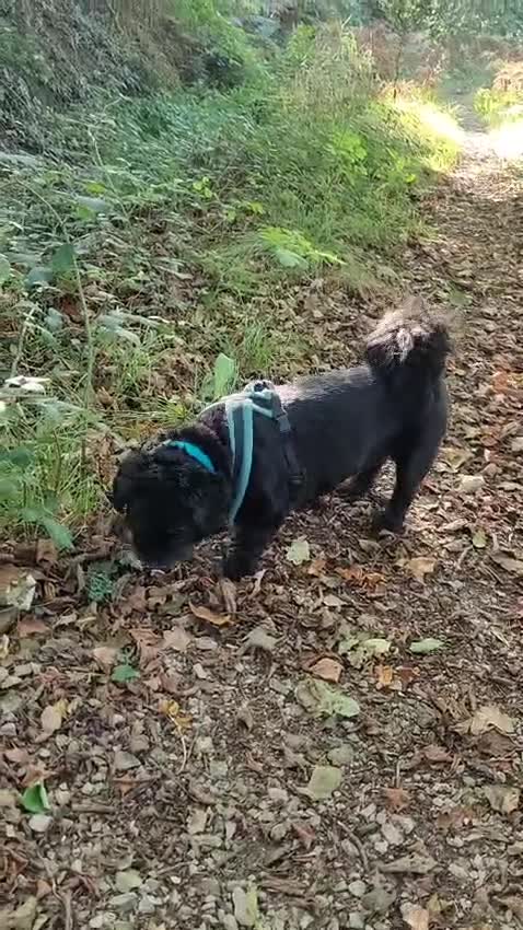 Shih Tzu dogs for adoption: 💙🐶 LAURIE - a gentle 6-7 yo Shih Tzu boy🐶💙 - Video 1